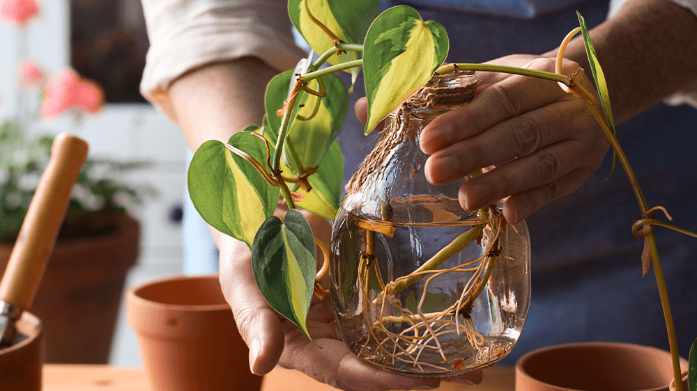 plant roots in water - propagation - alsip nursery
