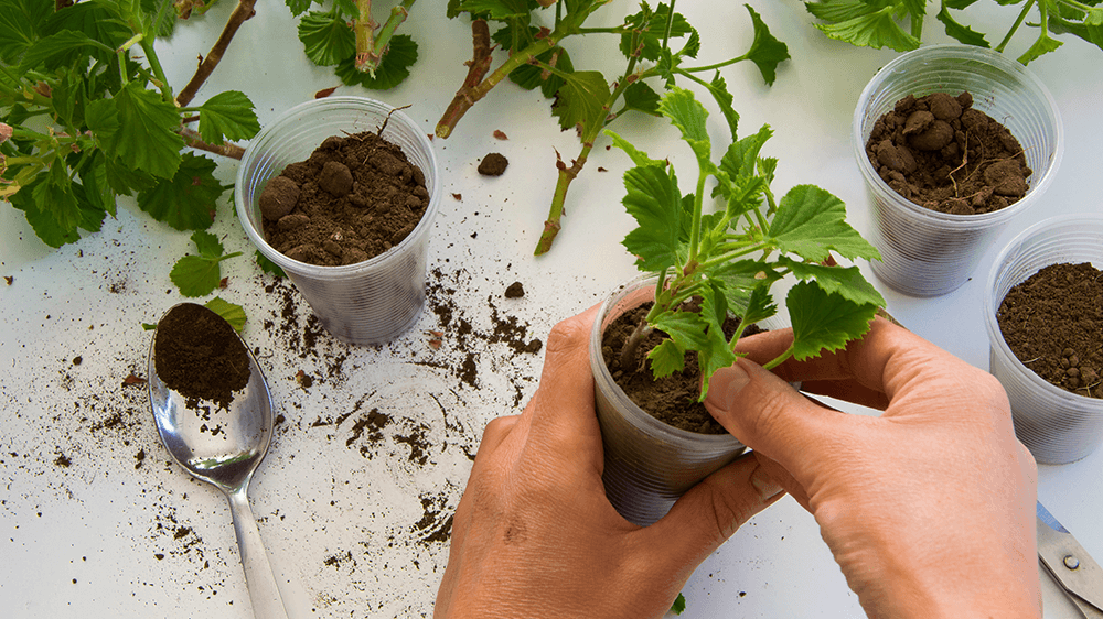 alsip nursery plant propagation cuttings in soil
