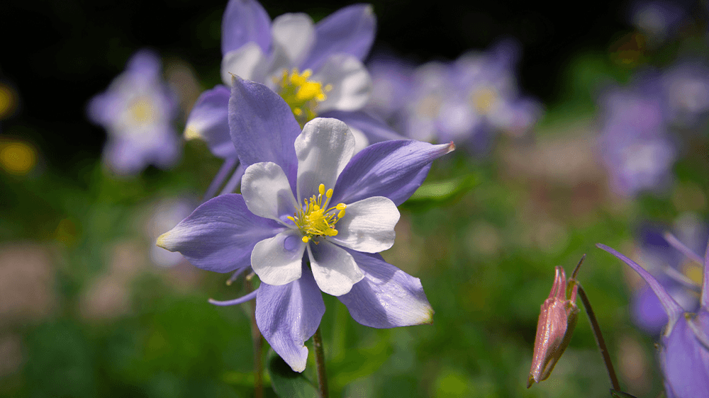 alsip nursery - rocky mountain blue columbine blooms