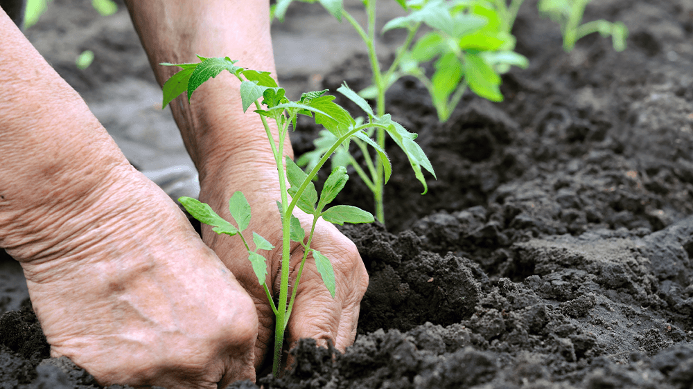 Alsip Nursery - person planting a tomato plant