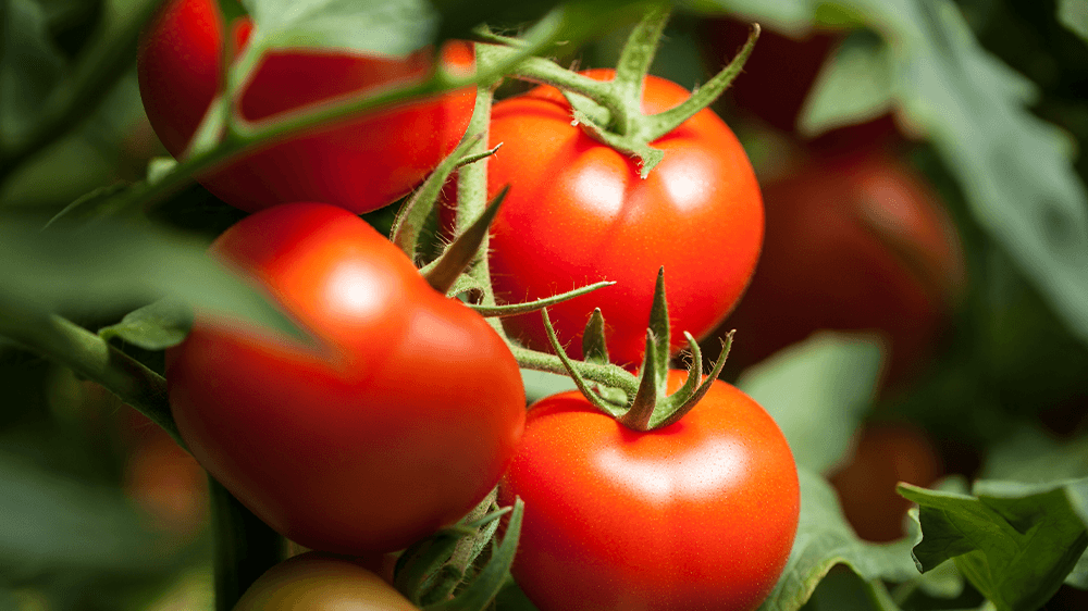 Alsip Nursery - tomatoes on vine