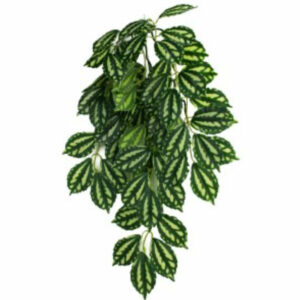 Komodo, Climbing Plant 2 Tone Leaf, Large