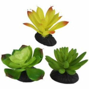 Komodo, Succulent, Yellow & Green 3PK