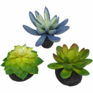 Komodo, Succulent, Blue & Green 3PK