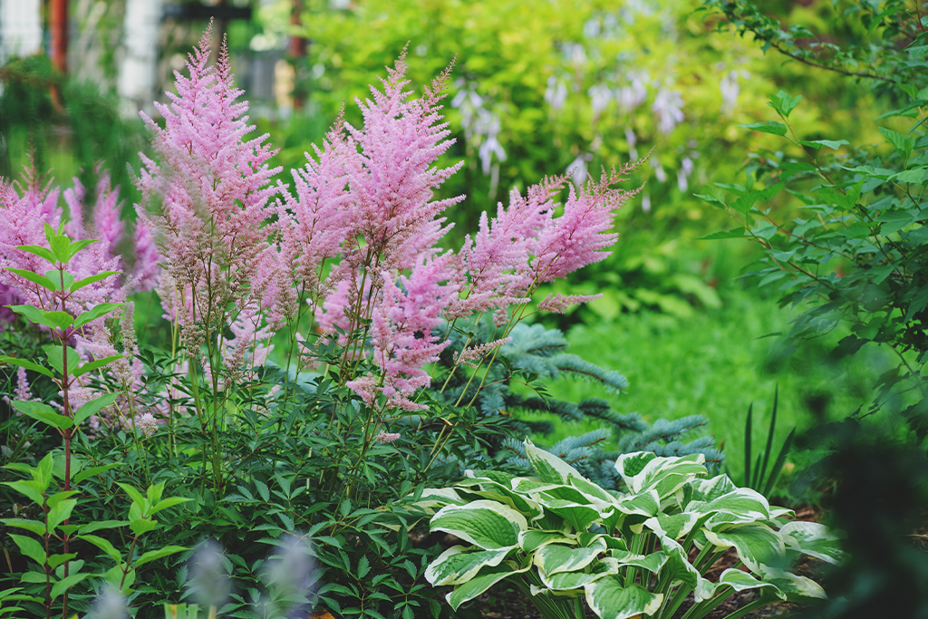Alsip Nursery - How to garden in the shade - Astilbe and hosta plants