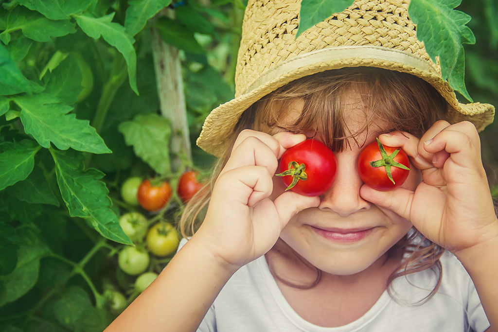 Alsip Nursery - family gardening -child harvesting tomatoes