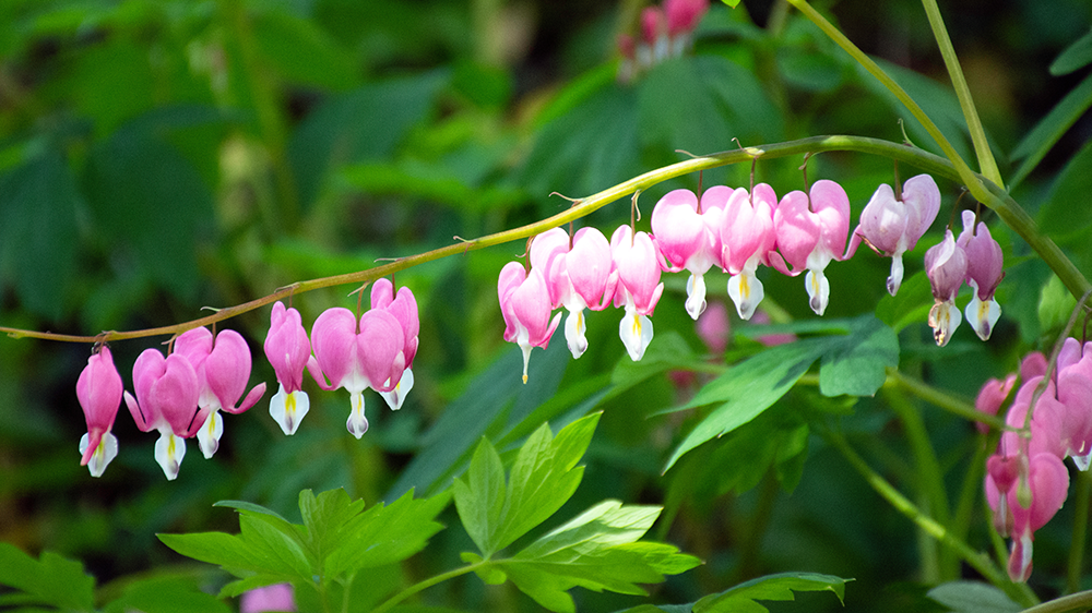 Alsip-Nursery-how-to-garden-in-the-shade-bleeding-hearts-pink-blooms.png