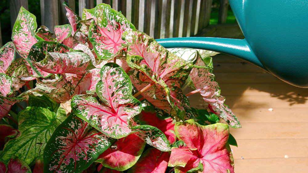 Alsip-Nursery-how-to-garden-in-the-shade-watering-a-caladium-plant.png