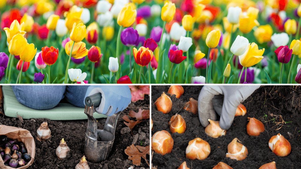 how to plant tulip bulbs