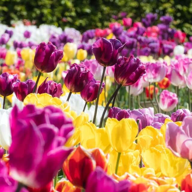 vibrant spring tulips