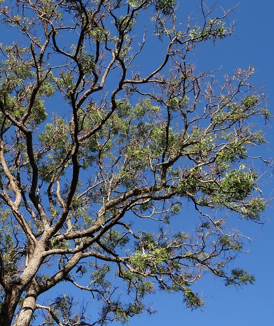 A neem tree with a blue sky background