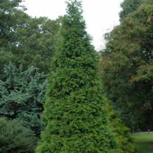 Green Giant Arborvitae, B&B 5-6'