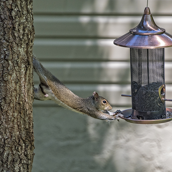 Alsip-How-To-Keep-Squirrels-Off-Your-Wild-Bird-Feeders_0000_1
