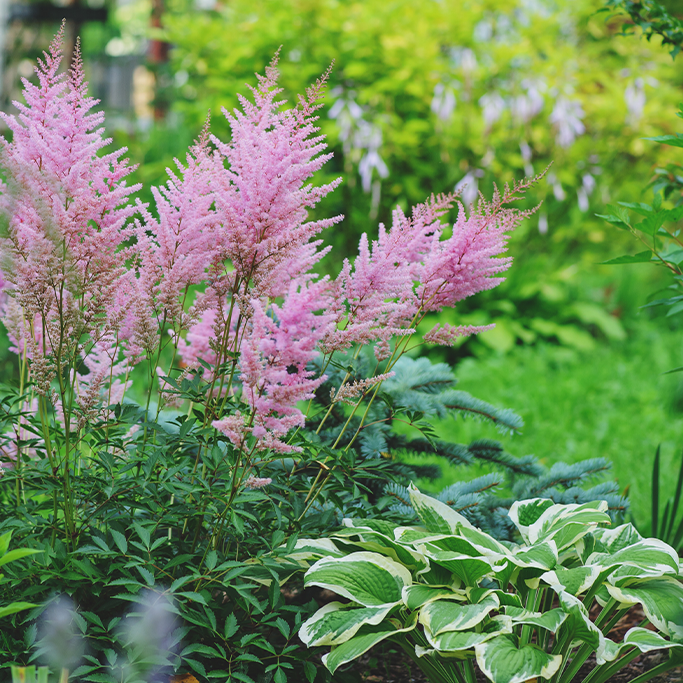 Alsip Nursery - How to garden in the shade - Astilbe and hosta plants