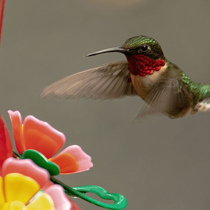 Alsip Nursery ruby throated hummingbird