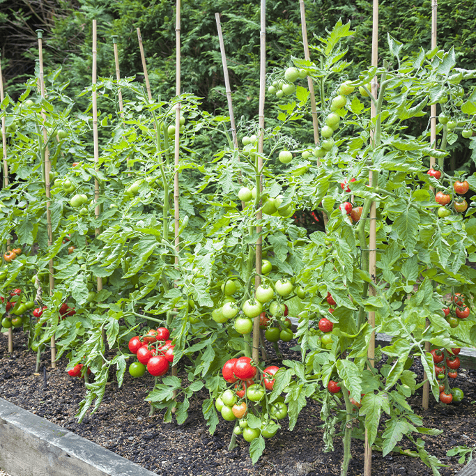 Alsip Nursery - tomatoes on stakes in raised garden