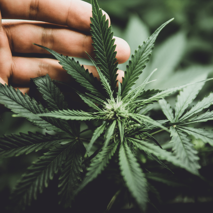 Alsip Cannabis Cultivation marijuana plant close up