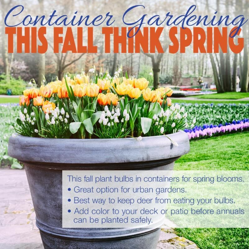 Container Gardening: This Fall Think Spring! 
