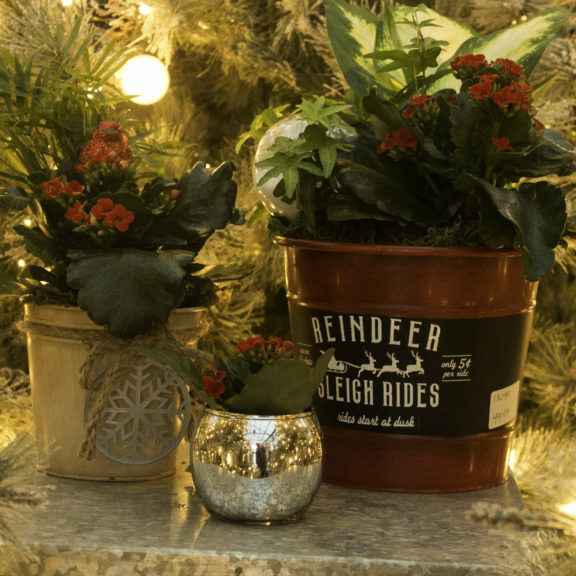 Holiday Gift Plants