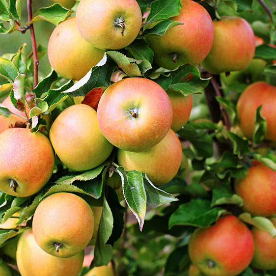 alsip-nursery-best-apple-trees-jonagold-header