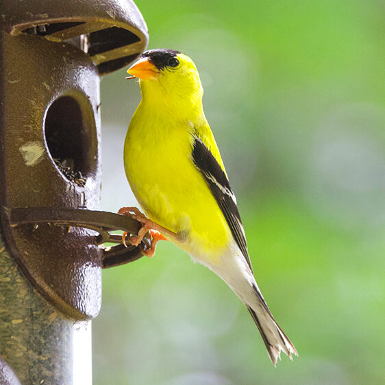 choosing-the-right-feeders-for-attracting-birds-goldfinch-feeder-header