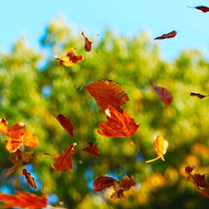 Falling autumn tree leaves in the air