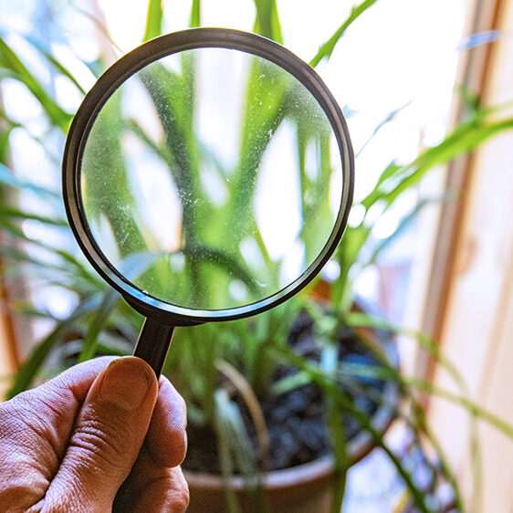 how-to-combat-houseplant-pests-and-diseases-magnifying-glass-houseplant-feature