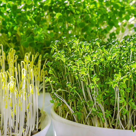 how-to-grow-microgreens-various-microgreens-in-bowl