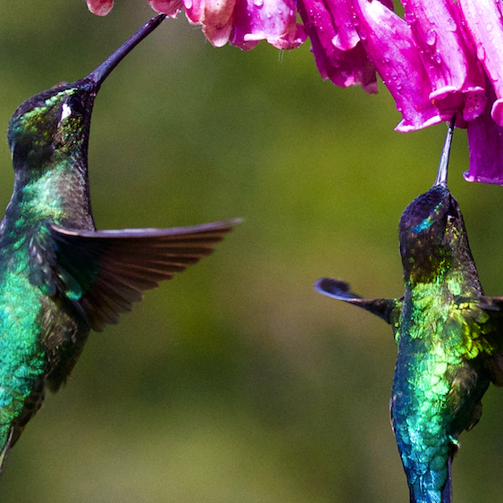 pink flowers hummingbirds
