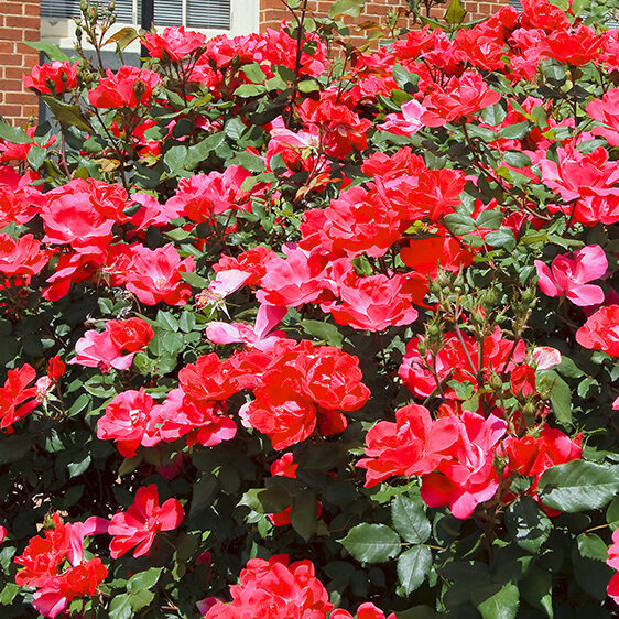 plants-perform-double-duty-knockout-roses