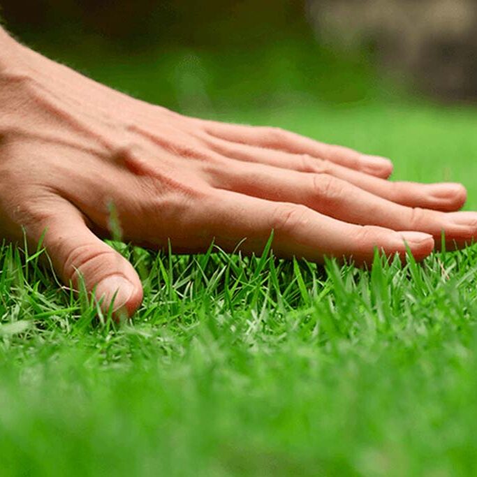 touching grass Alsip nursery
